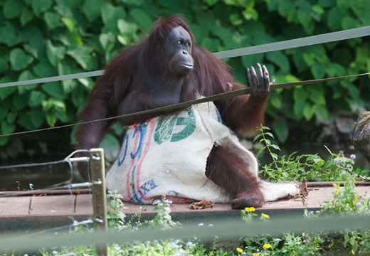 Monkey